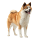 Chó Akita
