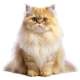 Mèo Ba Tư