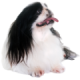 Chó Bắc Kinh