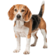 Chó Beagle
