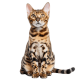 Mèo Bengal