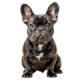 Chó Bull