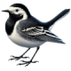 Chim Chìa Vôi