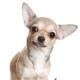 Chó Chihuahua