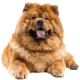 Chó Chow Chow