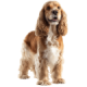 Chó Cocker