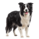 Chó Collie