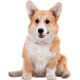 Chó Corgi