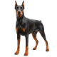 Chó Doberman