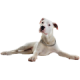 Chó Dogo