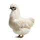 Gà Ác