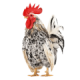 Gà Quý Phi