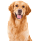 Chó Golden
