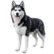 Chó Husky