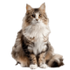 Mèo Maine Coon