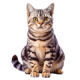 Mèo Mỹ