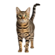 Mèo Ta