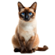 Mèo Xiêm
