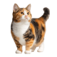Mèo Munchkin