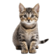 Mèo Mướp
