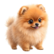 Chó Phốc Sóc