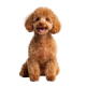 Chó Poodle