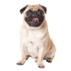 Chó Pug