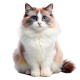 Mèo Ragdoll