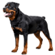 Chó Rottweiler