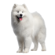 Chó Samoyed