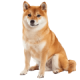 Chó Shiba