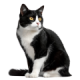 Mèo Tuxedo