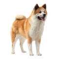 Chó Akita