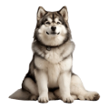 Chó Alaska