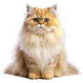 Mèo Ba Tư