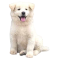 Chó Gấu Bắc Hà