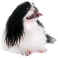 Chó Bắc Kinh