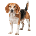Chó Beagle