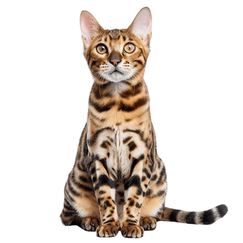 Mèo Bengal