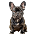 Chó Bull