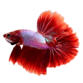 Cá Cảnh