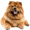 Chó Chow Chow