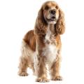 Chó Cocker