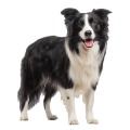 Chó Collie
