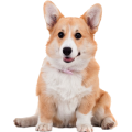 Chó Corgi