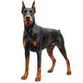 Chó Doberman