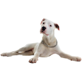 Chó Dogo