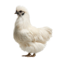 Gà Ác