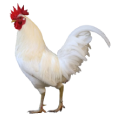 Gà Bướm
