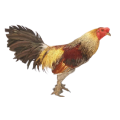 Gà Vảy Rồng